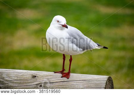 Australian Laridae Order Lari Seagull Standing On A Post