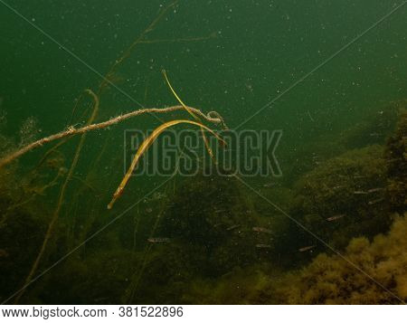 Closeup Picture Of A Straightnose Pipefish, Nerophis Ophidion. Picture From Oresund, Malmo, Southern