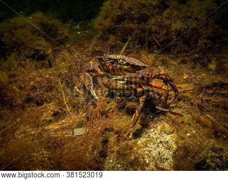 A Closeup Picture Of Two Crabs Getting Ready For An Underwater Crab Fight. Picture From Oresund, Mal