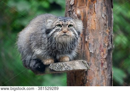 Pallas's Cat (otocolobus Manul). Manul Is Living In The Grasslands And Montane Steppes Of Central As