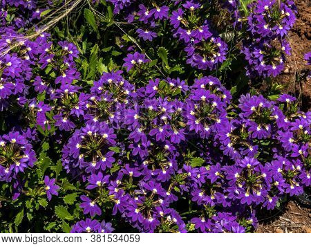 Scaevola Aemula Aussie Crawl, Fan Flower, Hardy Mound Forming Ground Cover With Blue Mauve Fan Shape