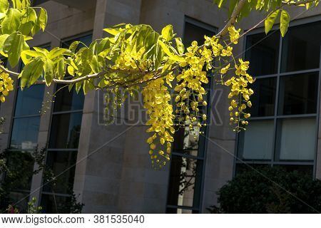 Golden Shower Flowers , Cassia Fistulosa Tree On Building Background In The City