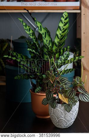 Houseplant Peperomia And Houseplant Calathea On A Dark Background