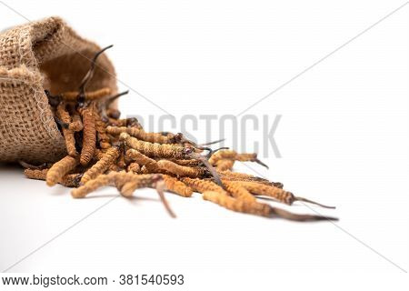 Closeup Of Ophiocordyceps Sinensis Or Mushroom Cordyceps In Brown Sack Bag On Isolated Background. M