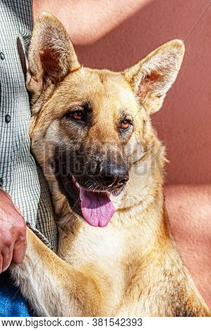 pure breed German Sheppard holding his owner