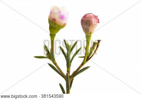 Flowers Of Wax Myrtle Isolated On White Background
