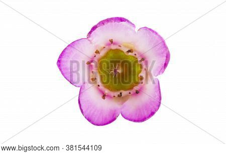 Flowers Of Wax Myrtle Isolated On White Background