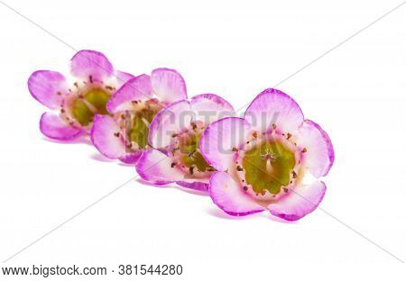 Flowers Of Wax Myrtle Isolated On White Background