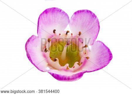 Flowers Of Wax Myrtle Isolated On White Background