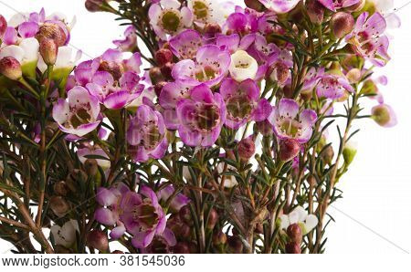 Flowers Of Wax Myrtle Isolated On White Background