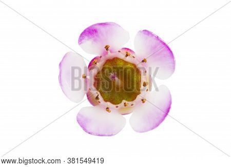 Flowers Of Wax Myrtle Isolated On White Background
