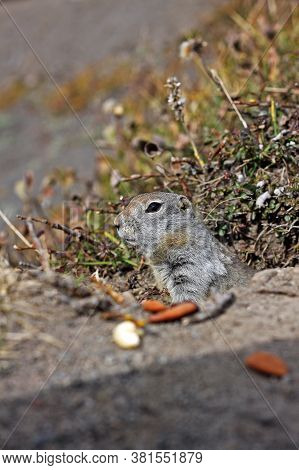 Arctic Ground Squirrel (urocitellus Parryii) In Kamchatka Peninsula, Russia