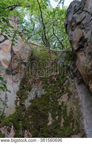 Trees On The Edge Of A Mossy Cliff In The Forest.