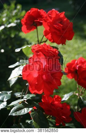 Rose Simply Red. Series: Roses From My Garden. August Mornings. Summer 2020