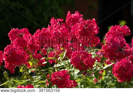 Phlox Paniculata, Fall Phlox, Garden Phlox Perennial Phlox