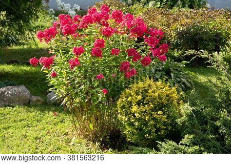 Phlox Paniculata, Fall Phlox, Garden Phlox Perennial Phlox