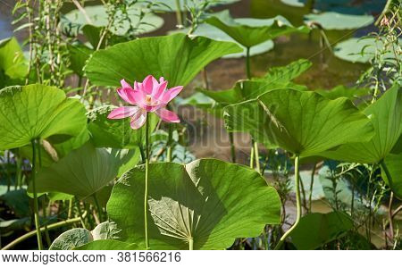 Lotus Blooms In The Volga River Delta In The City Of Astrakhan