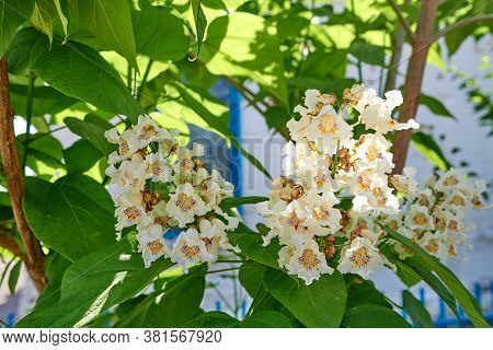 Catalpa Bignonioides Flowers On A Background Of Green Foliage. Catalpa Or Catawba Is A Genus Of Flow