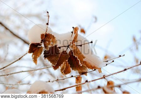 Yellow Leaves Powdered Snow. Conceptual Photo For An Early Unexpected Winter And First Snow.