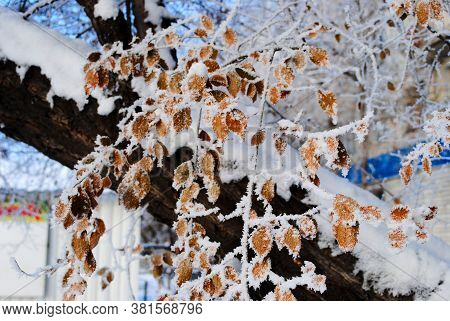 Yellow Leaves Powdered Snow. Conceptual Photo For An Early Unexpected Winter And First Snow.