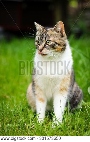 Exuberant Feline Sits In Grass With Tongue Out And Looks Into Garden. Felis Catus Domesticus Waits F