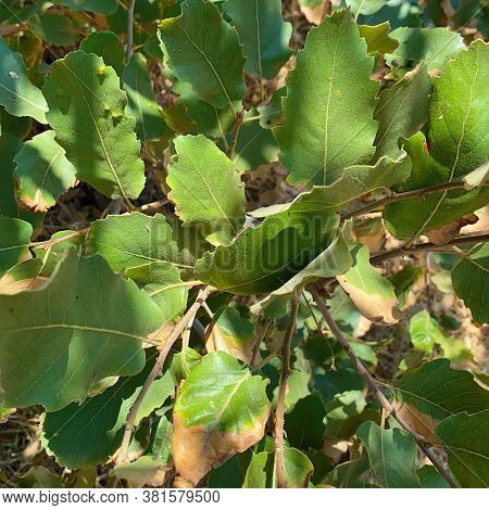 Branch With Leaves Of Kermes Oak Also Known As Quercus Coccifera. It Is Native To The Mediterranean 