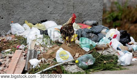 Lauro De Freitas, Bahia / Brazil - March 14, 2019: Cock Is Seen Near The Garbage Disposal Site In Th