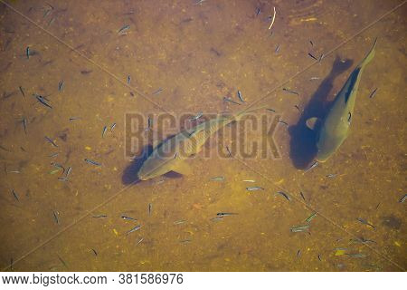 Big Beautiful Fish Swim In Clear Water In A Pond. Catfish Eat Food.