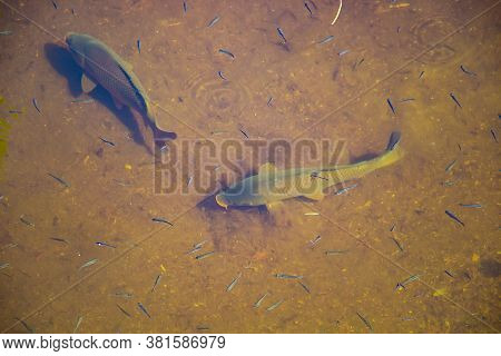 Big Beautiful Fish Swim In Clear Water In A Pond. Catfish Eat Food.