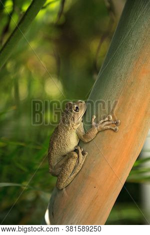 Cuban Tree Frog Osteopilus Septentrionalis Hangs On An Areca Palm