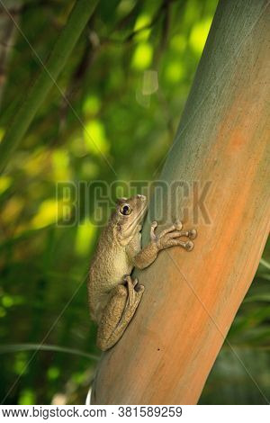 Cuban Tree Frog Osteopilus Septentrionalis Hangs On An Areca Palm