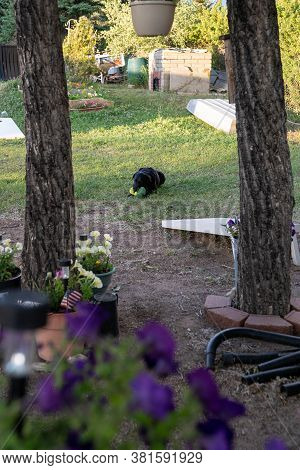 Black Labrador Dog Plays With His Squeak Toy Out In The Backyard, Photo Framed By Flowers And Trees