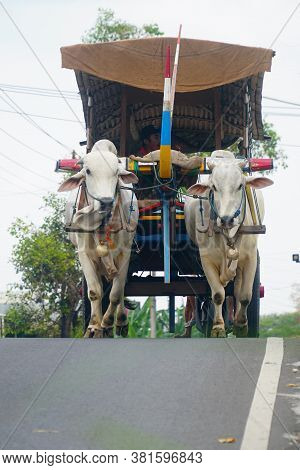 Yogyakarta, Indonesia - August 13, 2020: The Ox-cart Crosses The Paved Road. Two White Cows Walked S