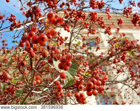 Autumn Hawthorn Branch With Red Berries And Yellow Green Leaves On A Blury Background