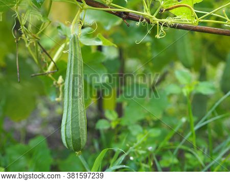 Luffa Acutangular, Cucurbitaceae Green Vegetable Fresh In Garden On Nature Background
