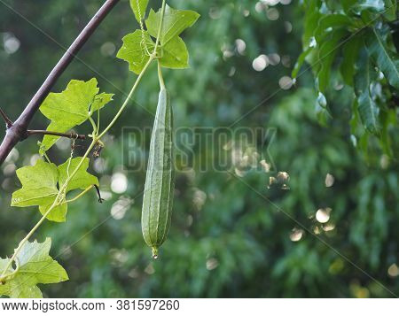 Luffa Acutangular, Cucurbitaceae Green Vegetable Fresh In Garden On Nature Background