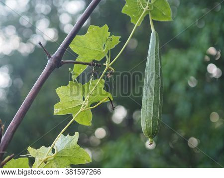Luffa Acutangular, Cucurbitaceae Green Vegetable Fresh In Garden On Nature Background