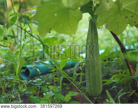 Luffa Acutangular, Cucurbitaceae Green Vegetable Fresh In Garden On Nature Background