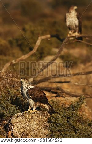 The Bonelli's Eagle (aquila Fasciata) Pair On Dry Branches