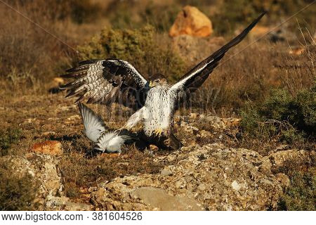 The Bonelli\'s Eagle (aquila Fasciata) When Hunting Pigeon. A Large Eagle With Outstretched Wings At