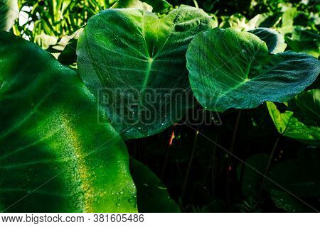 Close Up Shot Of A Green Plant With Water Droplets On It's Leaves.