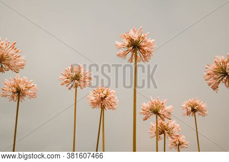 Coastal Cliffside Flowers On The West Coast In Montara, California