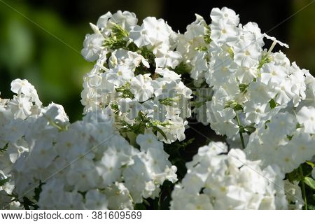 Phlox Paniculata, Fall Phlox, Garden Phlox Perennial Phlox