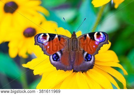 The Urticaria Butterfly Sits On A Yellow Flower . Beautiful Butterfly. Insect . Insect On A Flower. 