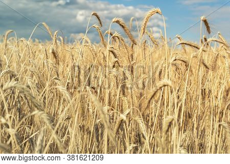 Scenic Landscape Of Ripegolden Organic Wheat Stalk Field Against Blue Sky On Bright Sunny Summer Day