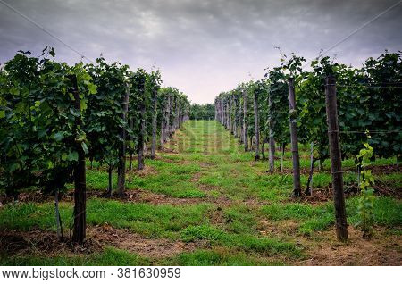 Clouds Over The Vineyards Of Roero, Italy