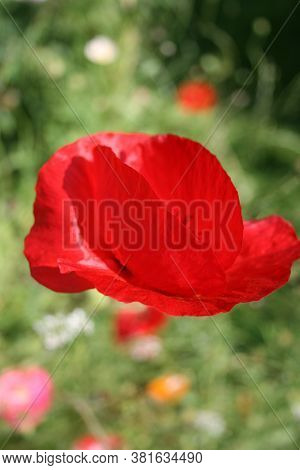 Poppy 6. Series: Poppies From My Garden. August Mornings. Summer 2020