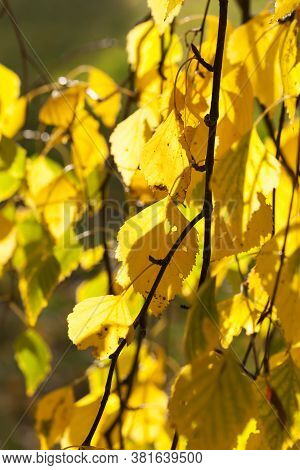 Autumn Yellow Foliage During Leaf Fall, In Nature In The Park And Tree Branches