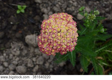 Achillea Appleblossom Flower Head. Compact Dark Pink Blooms Above Ferny Foliage.