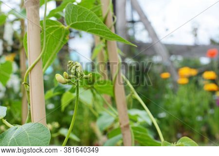 Creamy White Flower Buds On A Wey Runner Bean Vine, Climbing A Wigwam In A Lush Garden